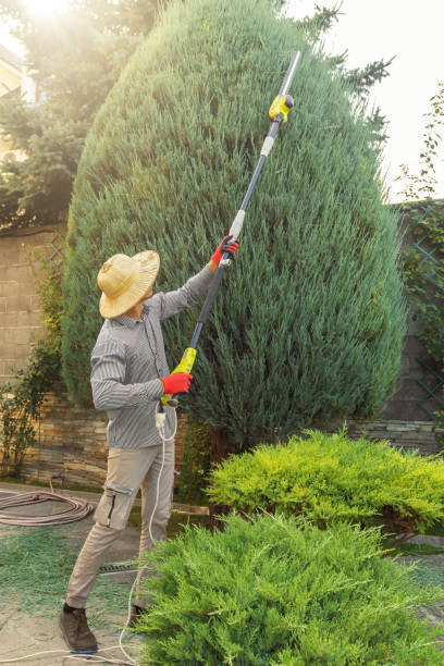 Trusted Sauk Village, IL Tree Removal and Landscaping Services Experts